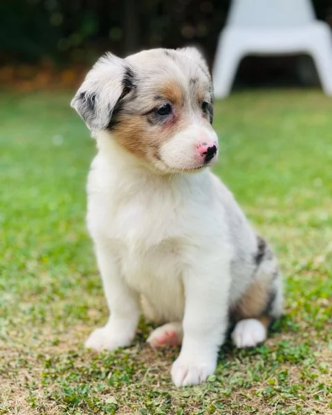 Cuccioli di pastore australiana disponibili