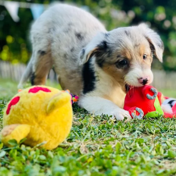 Cuccioli di pastore australiana disponibili | Foto 1