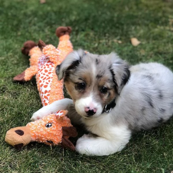 Cuccioli di pastore australiana disponibili | Foto 0