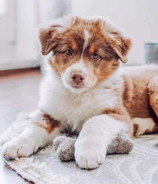 Cuccioli di pastore australiana disponibili | Foto 3