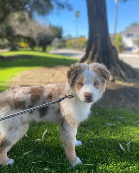 Cuccioli di pastore australiana disponibili