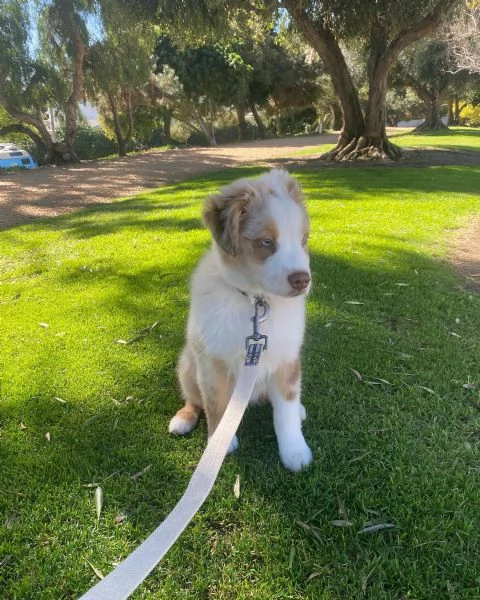 Cuccioli di pastore australiana disponibili | Foto 4