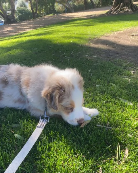 Cuccioli di pastore australiana disponibili | Foto 3