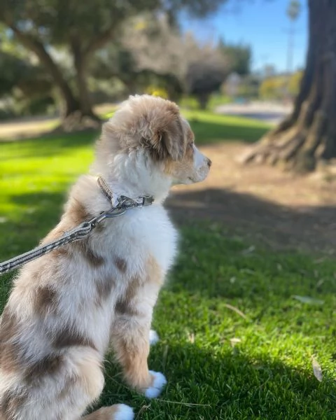 Cuccioli di pastore australiana disponibili | Foto 2