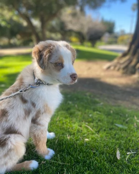 Cuccioli di pastore australiana disponibili | Foto 1