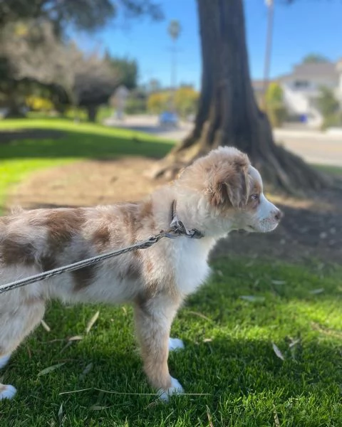 Cuccioli di pastore australiana disponibili | Foto 0