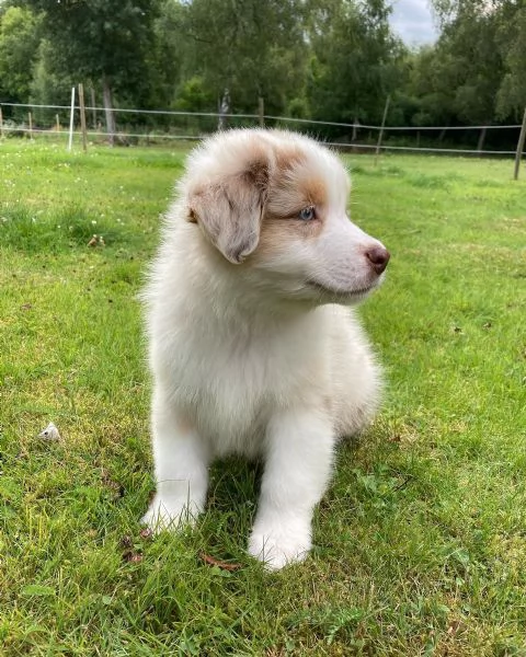 Cuccioli di pastore australiano disponibili | Foto 4