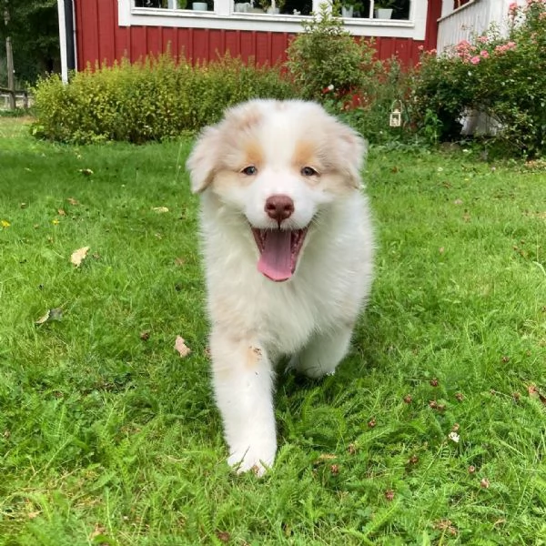 Cuccioli di pastore australiano disponibili | Foto 3