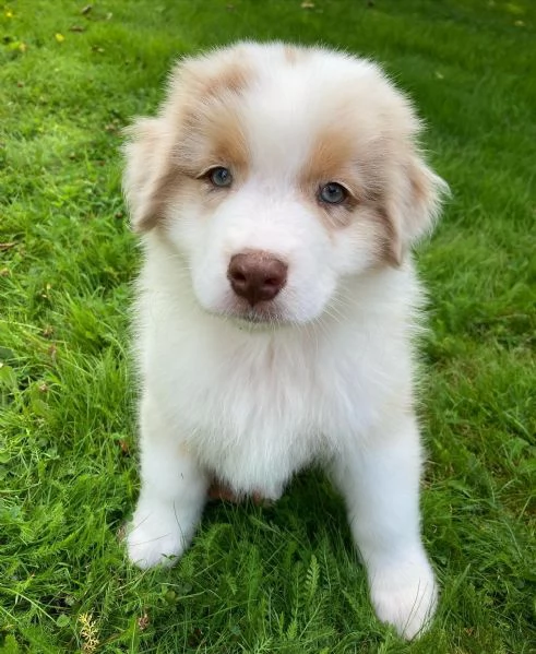 Cuccioli di pastore australiano disponibili | Foto 2