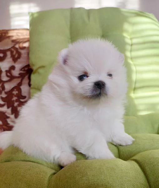 CUCCIOLI POMERANIA BIANCHI  | Foto 0