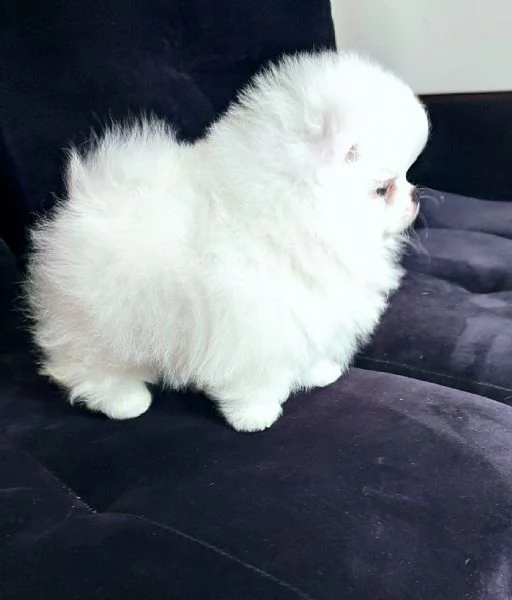 Cuccioli di Spitz Pomerania taglia mini