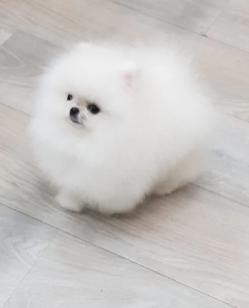 Spitz pomerania maschio e femmina