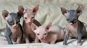 Gattini canadian sphynx