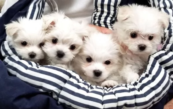 Stupendi cuccioli di maltese toy