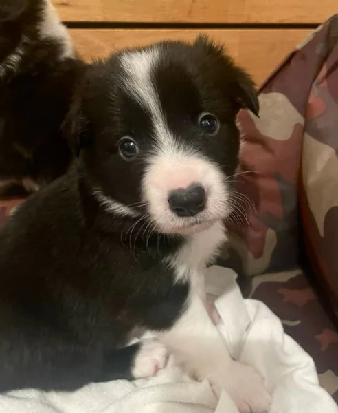 Cuccioli di Border Collie | Foto 2