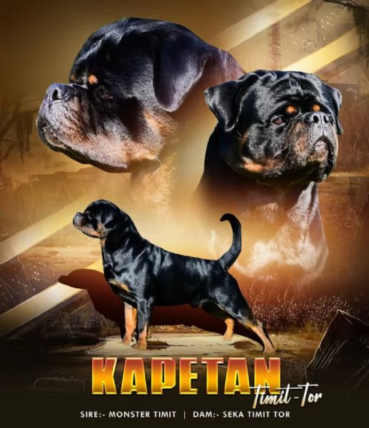 Cioccolata Rottweiler SUPER 