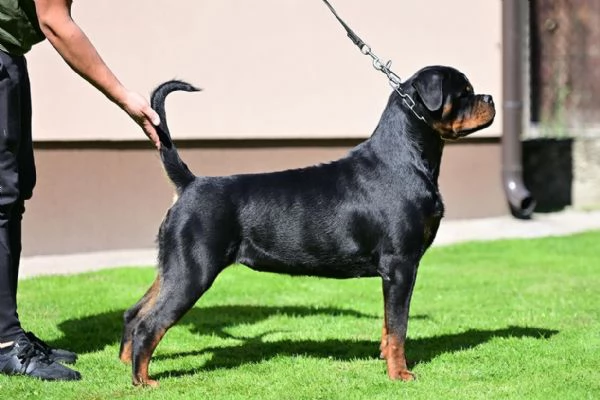 Cioccolata Rottweiler SUPER  | Foto 3