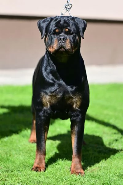 Cioccolata Rottweiler SUPER  | Foto 2