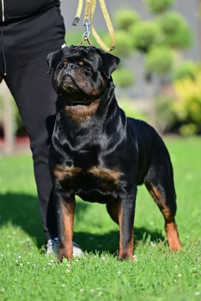 Cioccolata Rottweiler SUPER  | Foto 0