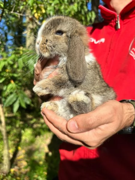 Conigli ariete nano cuccioli | Foto 5