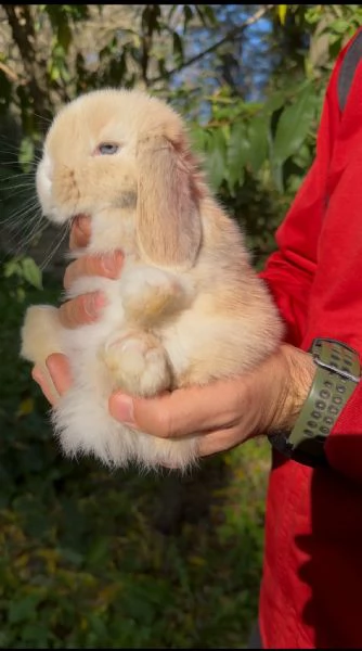 Conigli ariete nano cuccioli | Foto 4