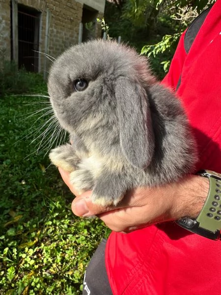 Conigli ariete nano cuccioli | Foto 3