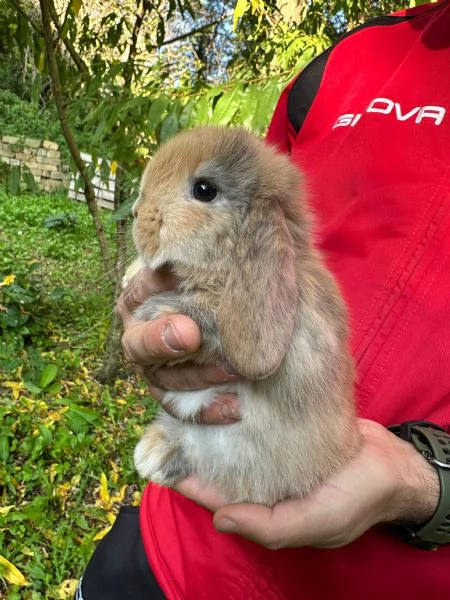 Conigli ariete nano cuccioli | Foto 1