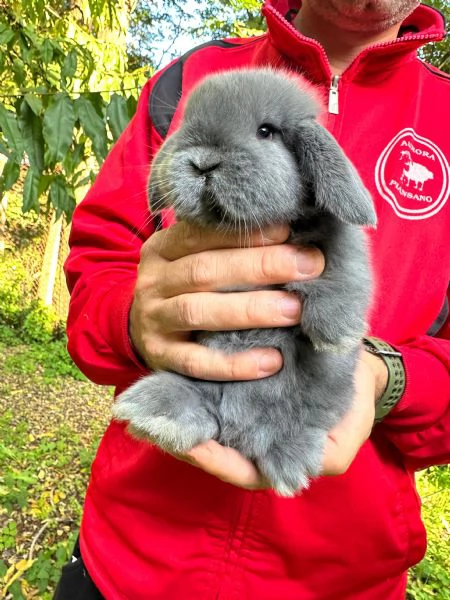 Conigli ariete nano cuccioli | Foto 0