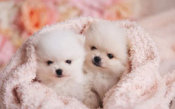 Cuccioli di Pomerania in adozione maschio e femmina pronti per una casa  