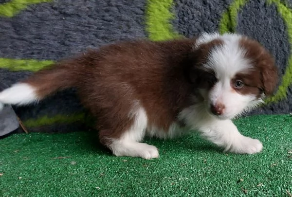 Cuccioli di border collie  | Foto 4