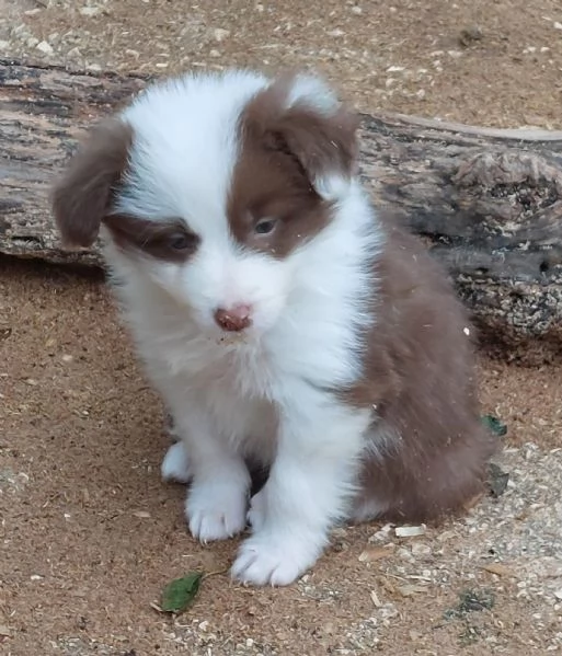 Cuccioli di border collie  | Foto 2