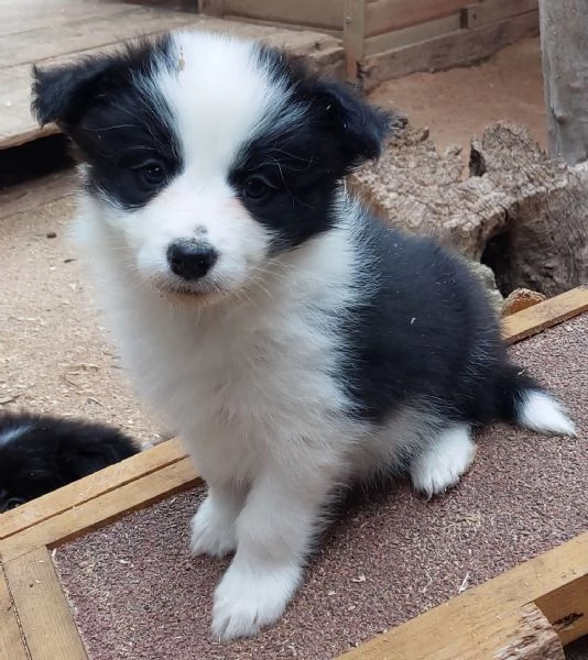 Cuccioli di border collie  | Foto 0