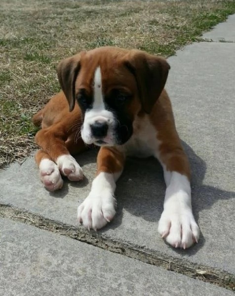 Cuccioli di boxer molto carini cercano amici | Foto 4