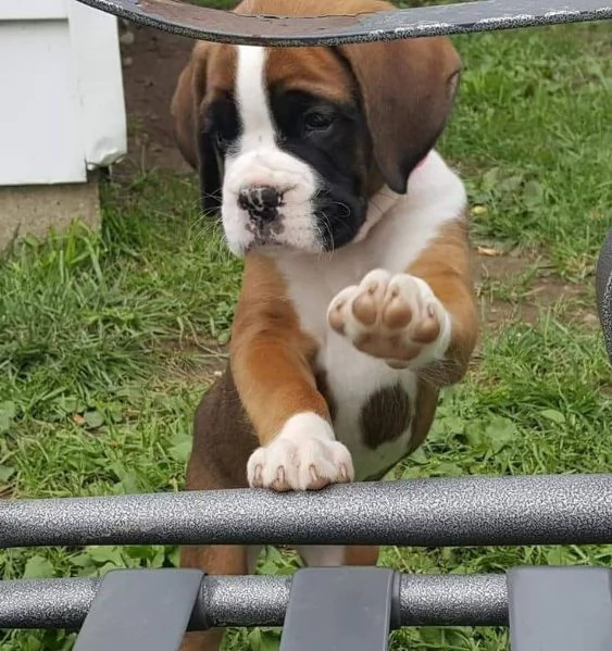 Cuccioli di boxer molto carini cercano amici | Foto 3