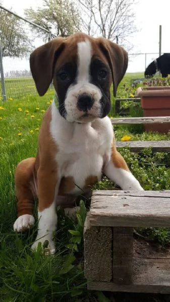 Cuccioli di boxer molto carini cercano amici | Foto 2