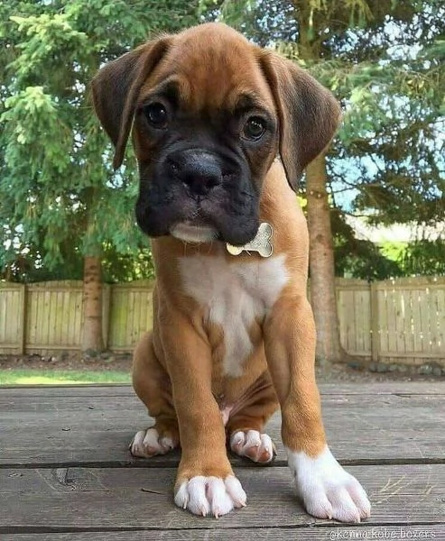 Cuccioli di boxer molto carini cercano amici | Foto 1