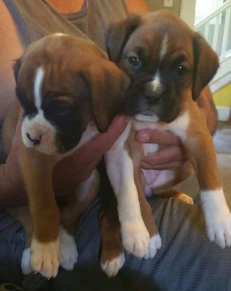 Cuccioli di boxer molto carini cercano amici | Foto 0