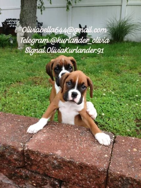 Cuccioli di boxer molto carini cercano amici