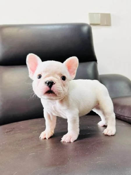 adorabili cuccioli di bulldog francese