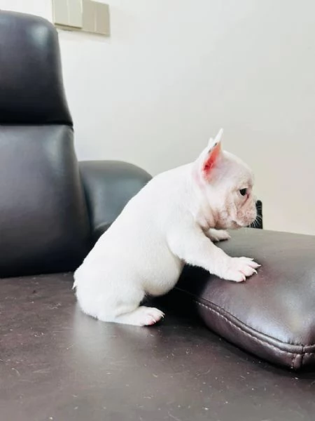 adorabili cuccioli di bulldog francese | Foto 1