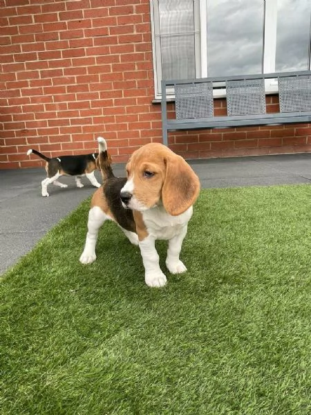 Regala dei cuccioli di Beagle | Foto 0