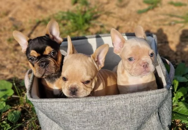 Regala dei cuccioli di bulldog francese | Foto 2