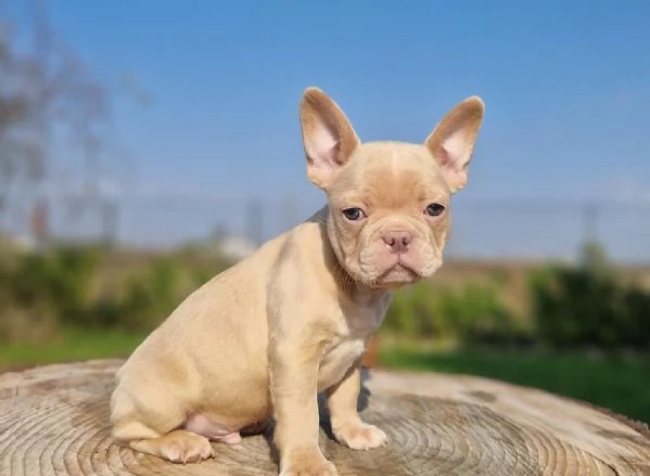 Regala dei cuccioli di bulldog francese | Foto 1