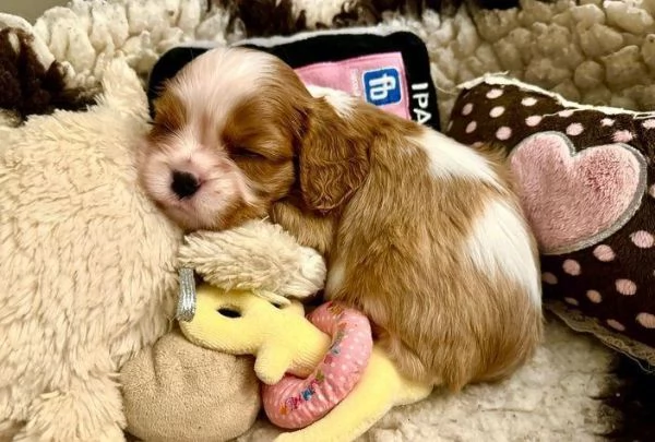 Regala dei cuccioli di Cavalier King | Foto 2