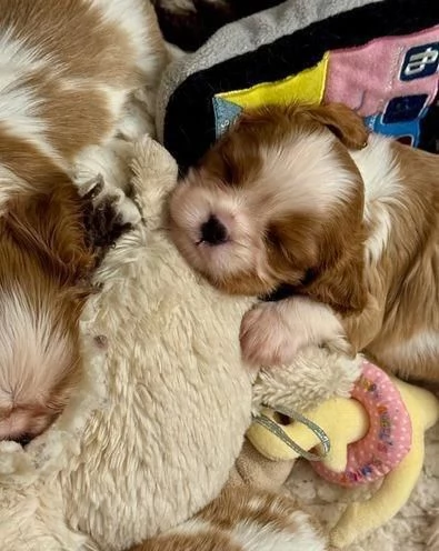 Regala dei cuccioli di Cavalier King | Foto 1