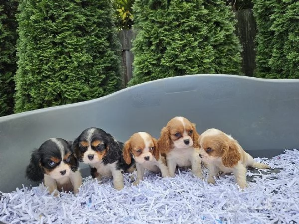 Regala dei cuccioli di Cavalier King