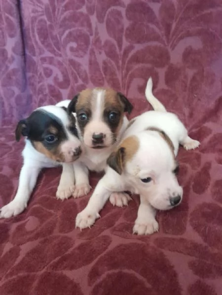 Regala dei cuccioli di Jack Russel