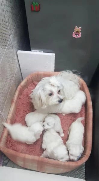 Regala dei cuccioli di Maltese