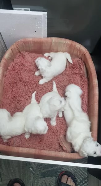 Regala dei cuccioli di Maltese | Foto 0