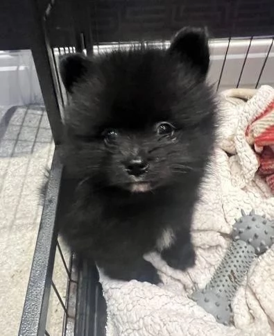 Regala dei cuccioli di Volpino Pomerania | Foto 2